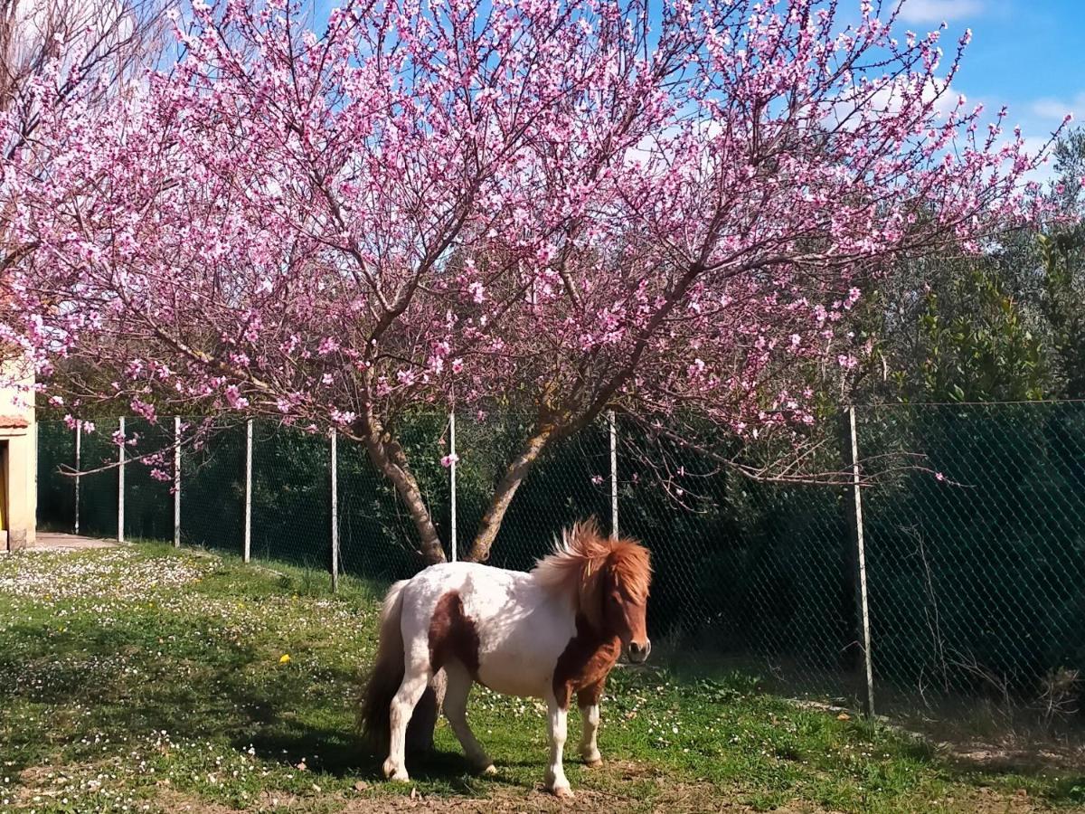 Agriturismo Lungo Albegna Manciano Kültér fotó